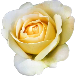 🌹
