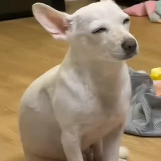 🐶