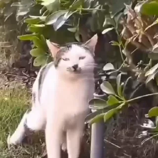 🐈