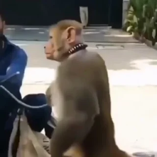 🫡