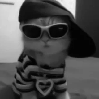 🐈‍⬛️