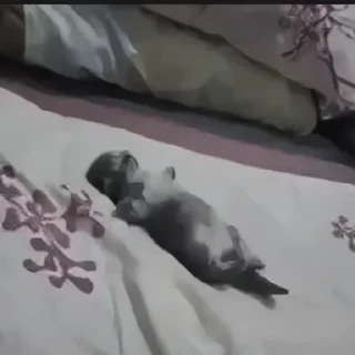 🐼