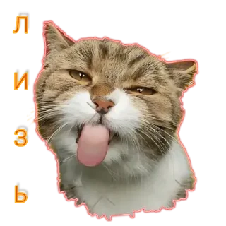 😻