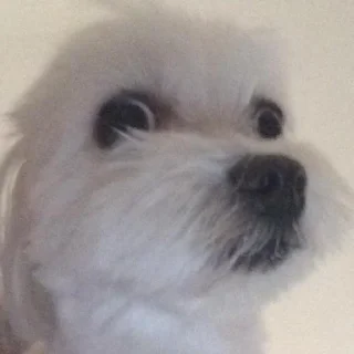 🐶
