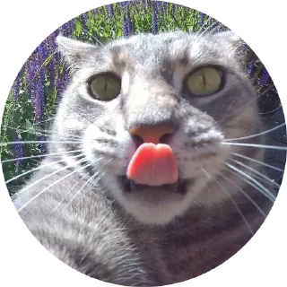 😸