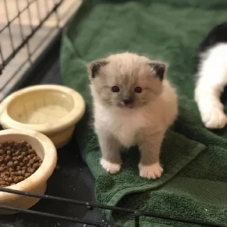 🐱