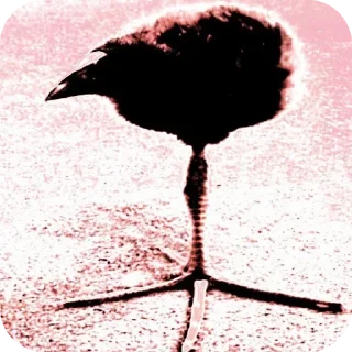 🐦