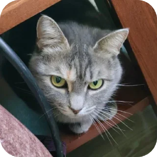 🐱