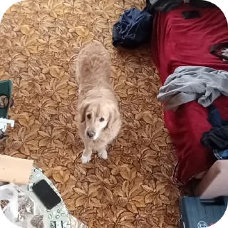 🐶