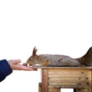 🥜