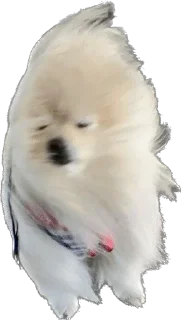 Zooemog