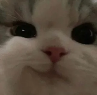 🐶