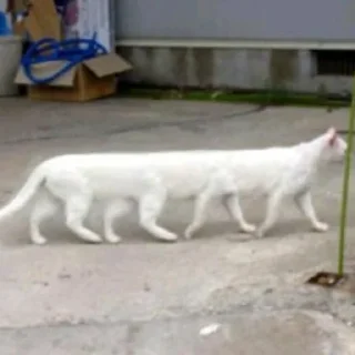 😼
