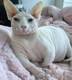 кошечка гламурная