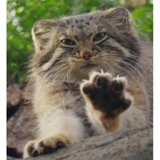 🐱