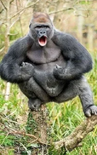 💪