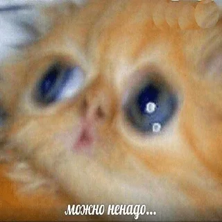 😺