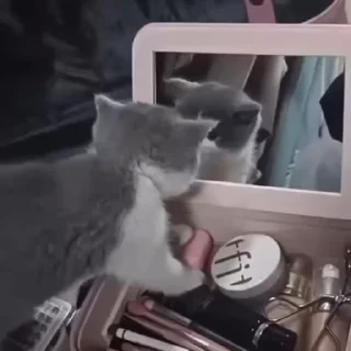 🌟