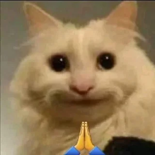 🐱