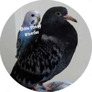 😤