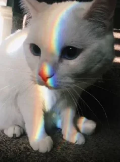 😺