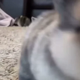 🥛