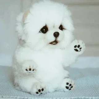 🐾