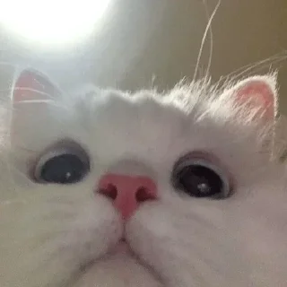 🥺