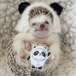 🦔