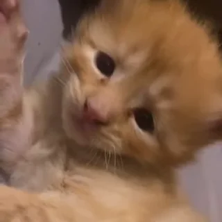 🐾