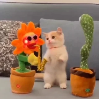 🐈