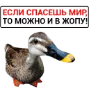 🦆