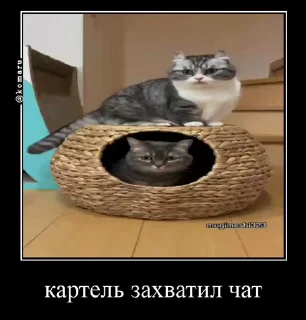 🤩