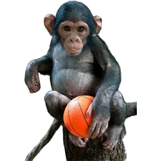 🏀