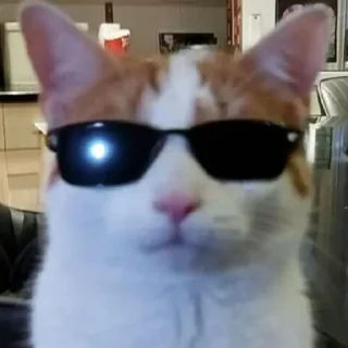 🐱