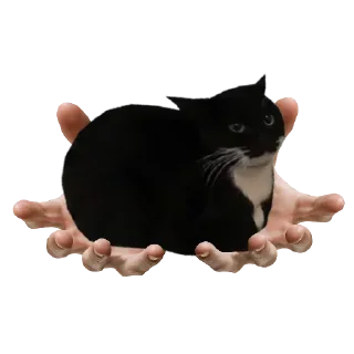 🐱