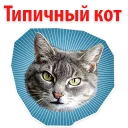 Cats Memes @stickersb2b