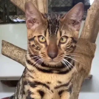 🤩