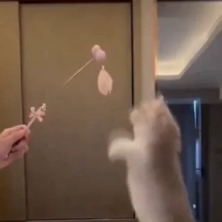 🐈