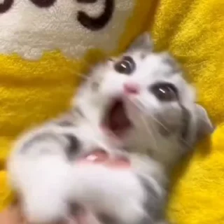 🐈