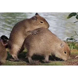🥵