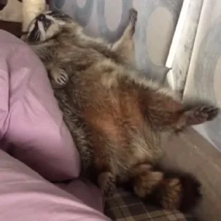 😴