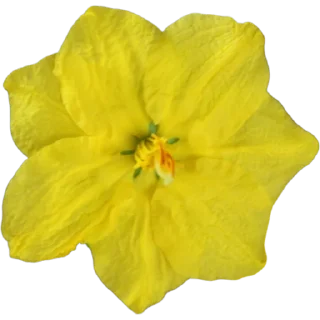 🌼