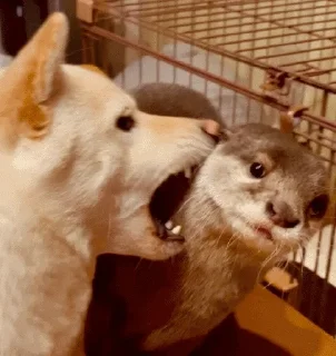 🐕