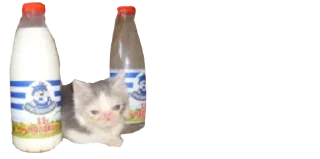 🐈