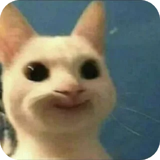 🐱