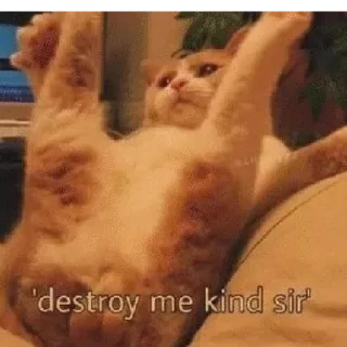 🐱