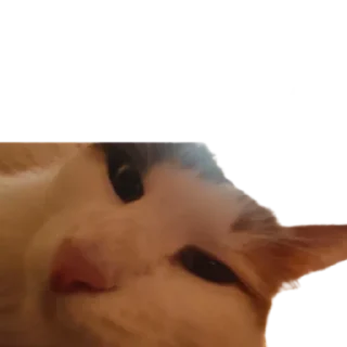 😤