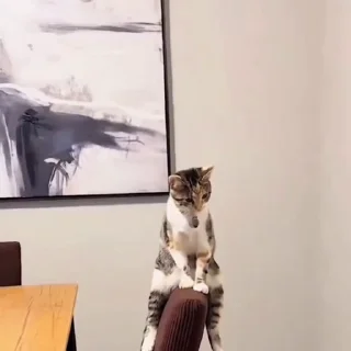 🐈‍⬛️