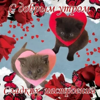 @pictureforcutepeople ночиутро